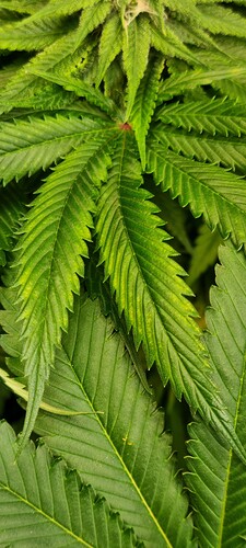 Growreport Bild 35