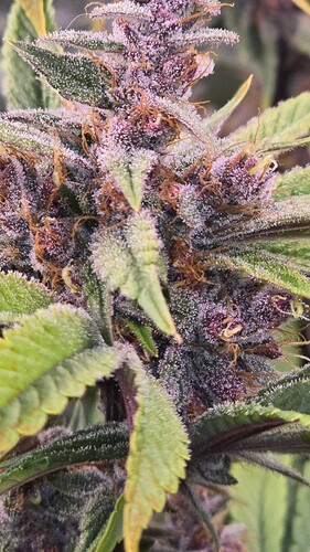 Growreport Bild 10