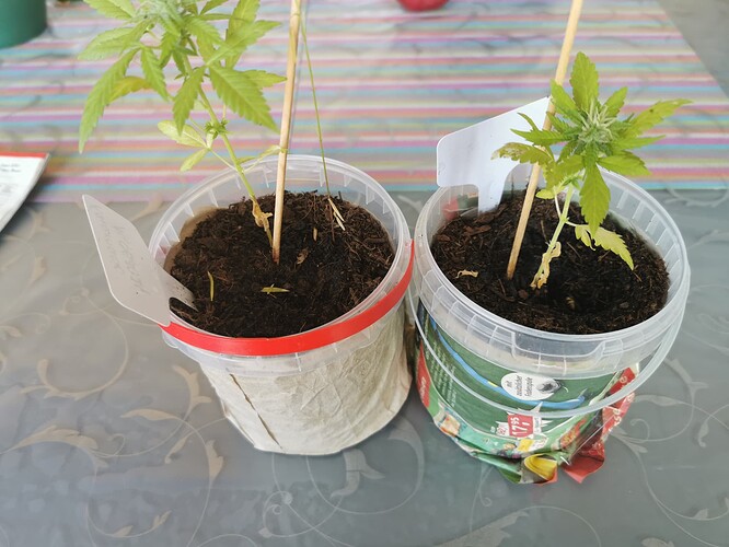 Growreport Bild 1