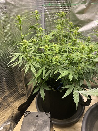 Growreport Bild 23