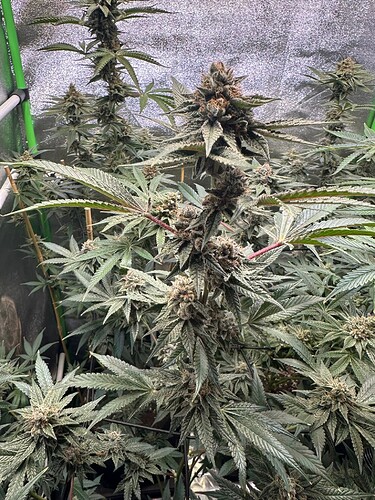 Growreport Bild 14
