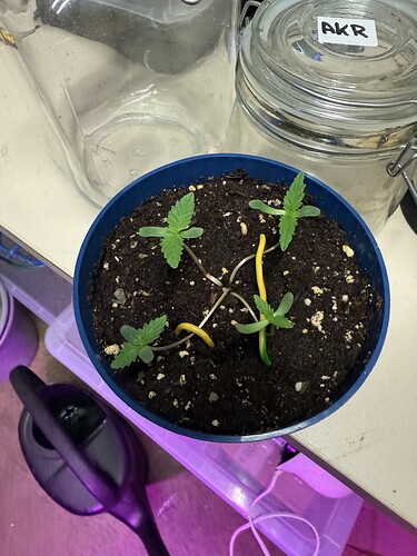 Growreport Bild 42