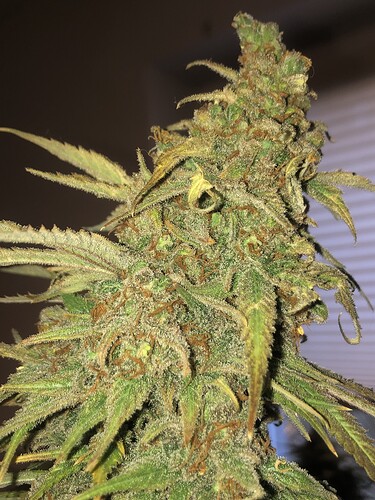 Growreport Bild 15