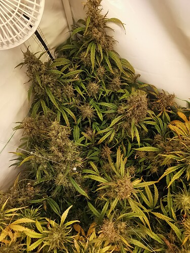 Growreport Bild 4