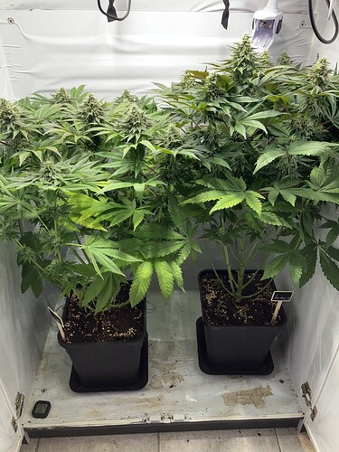 Growreport Bild 3