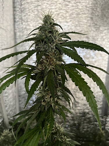 Growreport Bild 6
