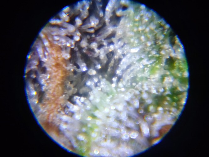 Growreport Bild 58