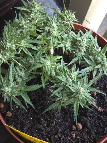Growreport Bild 5