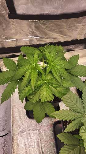 Growreport Bild 9