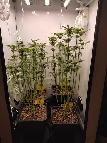 Growreport Bild 38