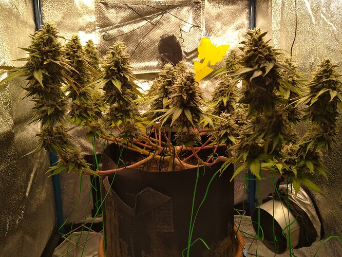 Growreport Bild 5