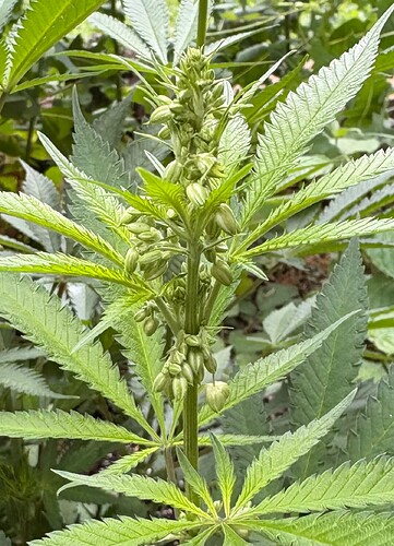 Growreport Bild 4
