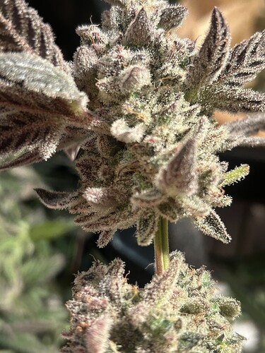 Growreport Bild 25