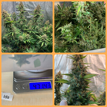 Growreport Bild 1