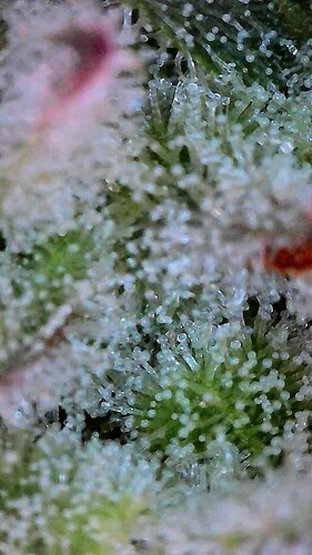 Growreport Bild 2