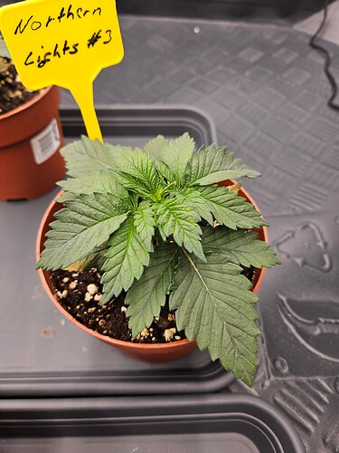 Growreport Bild 31