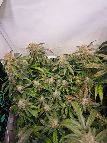 MVIMG_20251121_194754