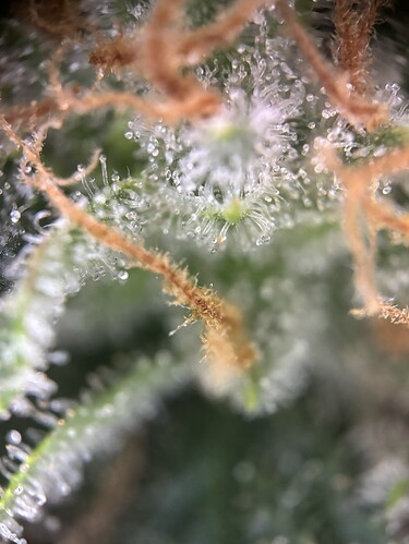 Growreport Bild 60