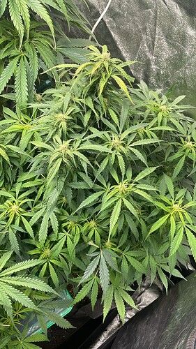 Eine Cannabis-Pflanze in der frühen Blütephase in einem Growzelt.