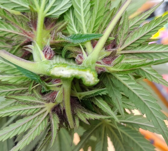 Growreport Bild 12