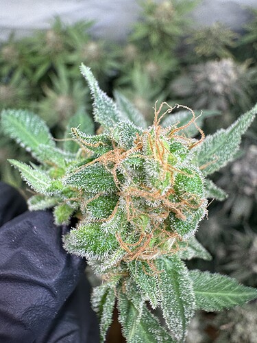 Growreport Bild 9