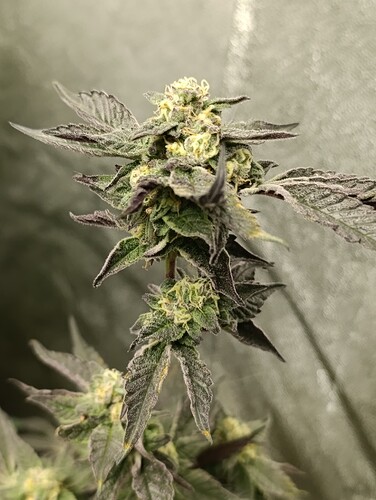 Growreport Bild 6