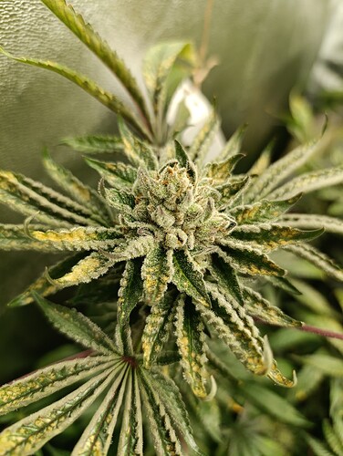 Growreport Bild 2