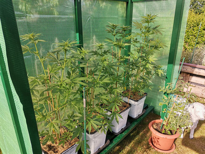 Lucky Hemp LT37 (3)