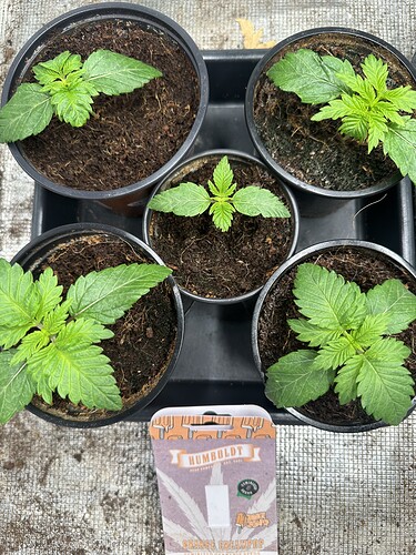 Growreport Bild 5