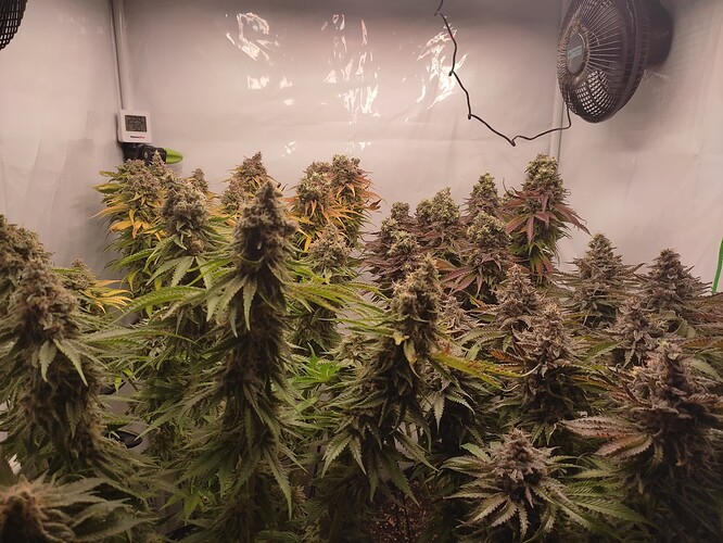 Growreport Bild 41
