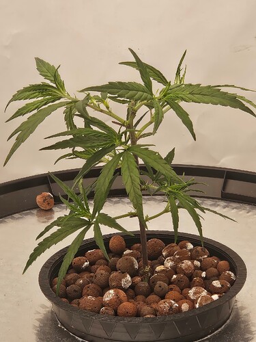 Growreport Bild 33