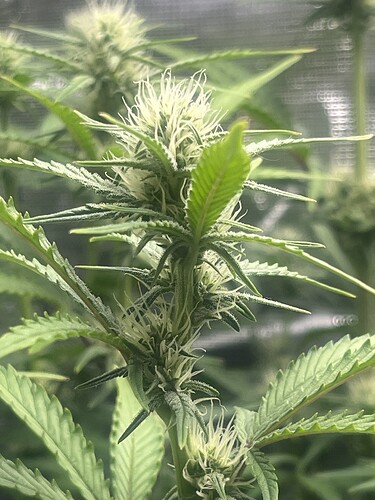 Growreport Bild 2