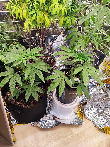 Growreport Bild 2