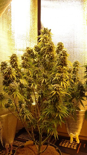 Growreport Bild 41