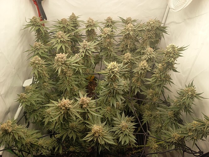 Growreport Bild 21