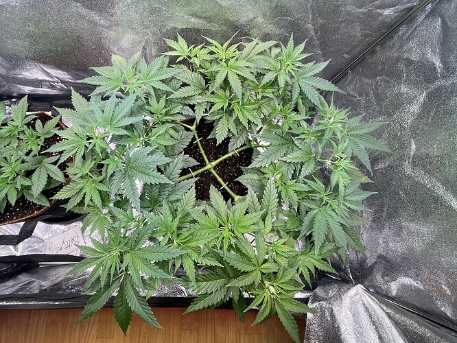 Growreport Bild 12