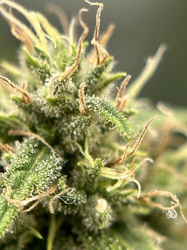 Growreport Bild 10
