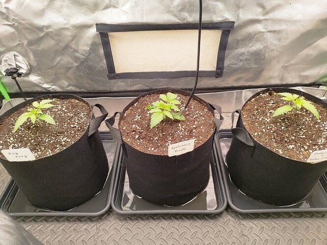 Growreport Bild 5