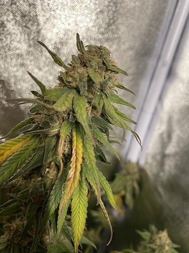 Growreport Bild 3