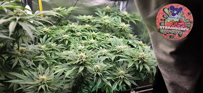 Growreport Bild 48