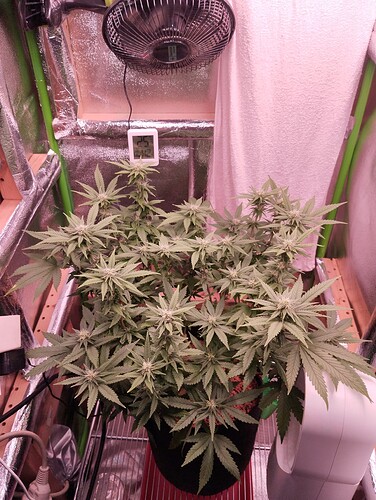 Growreport Bild 3