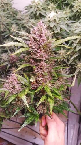 Growreport Bild 20