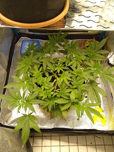 Growreport Bild 6