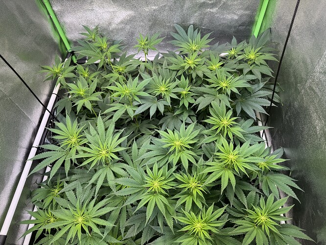 Growreport Bild 30