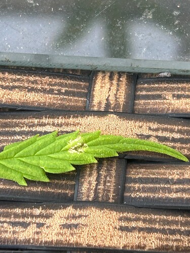 Growreport Bild 66