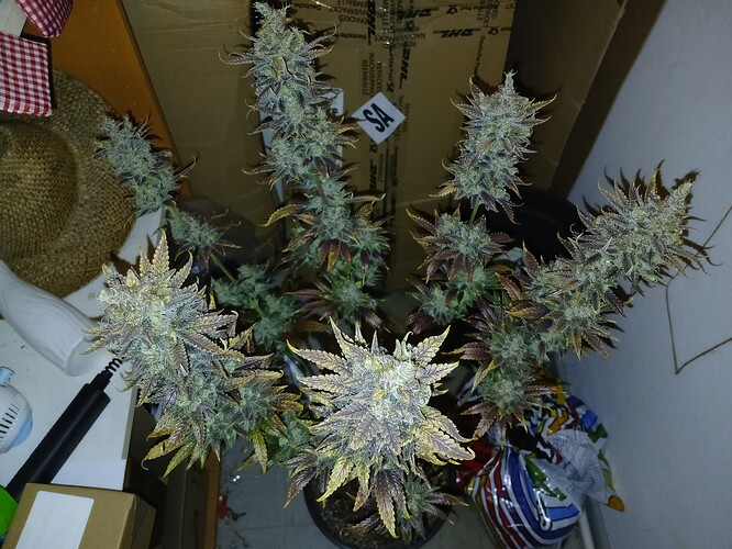 Growreport Bild 8