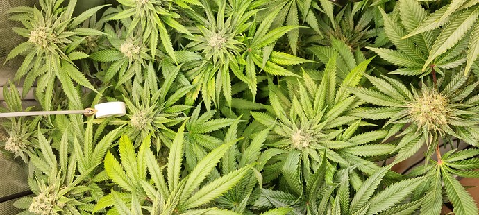 Growreport Bild 55