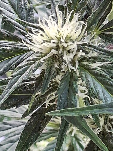 Growreport Bild 66