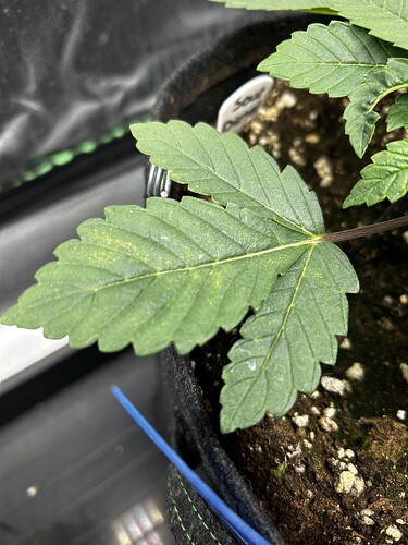 Growreport Bild 11