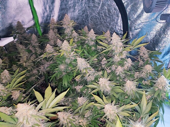Growreport Bild 38